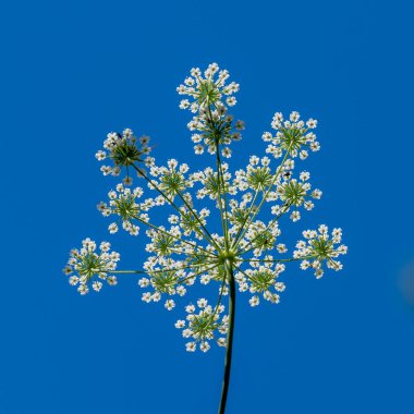 Kraliçe Anne 'nin Danteli' ni İnek Maydanozu olarak da bilinen mavi gökyüzüne ya da vahşi Chervil bilimsel adı Anthriscus Lamprocarpus 'a yakın tut. İsrail' in kırsal kesimlerinde yetişiyor. Kare biçimi.