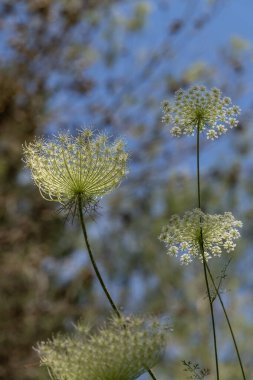 View from below of Queen Anne's Lace also known as Cow Parsley or Wild Chervil scientific name Anthriscus lamprocarpus which grows wild throughout the countryside in Israel. clipart