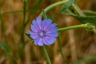 Kuzey İsrail 'de yetişen Cichorium Intybus adlı Chicory bilimsel adının açık mor çiçeğini kapatın..