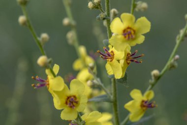 Kuzey İsrail 'deki Verbascum sinuatum bilimsel adı olan Wavyleaf mullien' in güzel, narin, sarı çiçeklerine yakın durun..