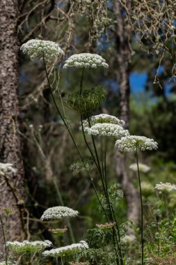 Kraliçe Anne 'in Danteli' nin beyaz çiçekleri. Ayrıca İnek Maydanozu olarak da bilinir. Ya da Vahşi Chervil bilimsel adı Anthriscus Lamprocarpus..