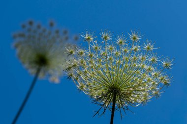 Close up of Queen Anne's Lace with no petals against a blue sky also known as Cow Parsley, or Wild Chervil  scientific name Anthriscus lamprocarpus which grows wild in Israel. clipart