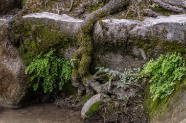 İsrail 'in Ramat Menashe Ormanı' ndaki Nahal Hashofet Parkı 'ndaki bir kayanın kenarından su için uzanan yosun kaplı ağaç kökü..