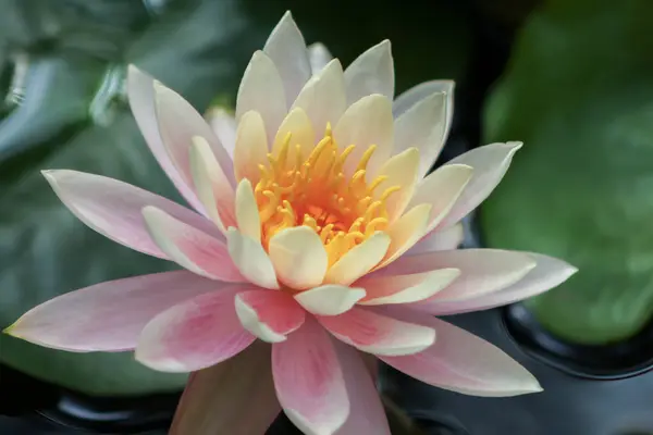 stock image Close up of a beautiful pink and white  waterlily with a yellow center in Israel.