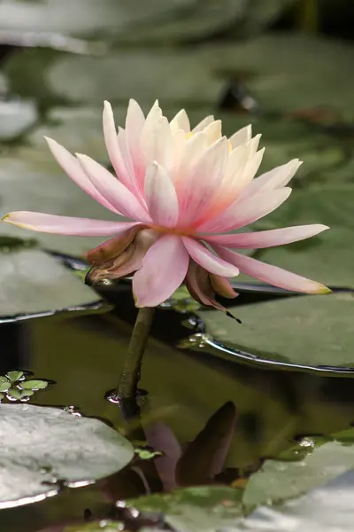 stock image Close up of a beautiful pink and white  waterlily with a yellow center in Israel.