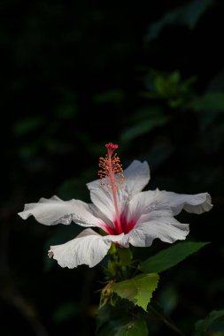 Güneşli bir günde, karanlık bir arka planda, güzel pembe bir Hibiscus çiçeğine yakın..
