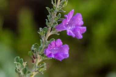 Teksas Çalı 'nın güzel mor çiçekleri Bilimsel adı Löcophyllum İsrail' de bahçemde büyüyor.
