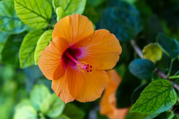 Turuncu amber çiçeği İsrail 'de yakın ve güzeldir..