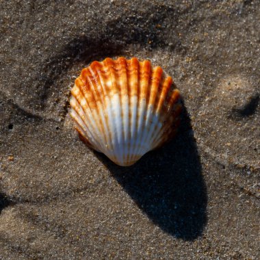 İsrail 'in HaBonim Sahili Doğa Koruma Alanındaki Akdeniz kıyısındaki yalnız bir deniz kabuğunu kapatın.. 