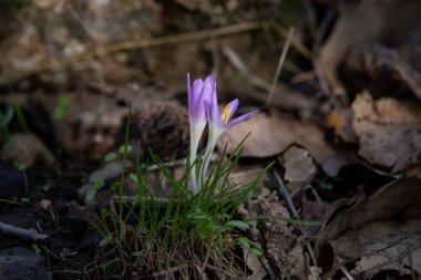 Steven 's Meadow Saffron' un narin pembe çiçekleri, ilk yağmur Colchicum bilimsel adı Colchicum stevenii Kunth İsrail 'de sonbaharda açan ilk çiçeklerden biridir..