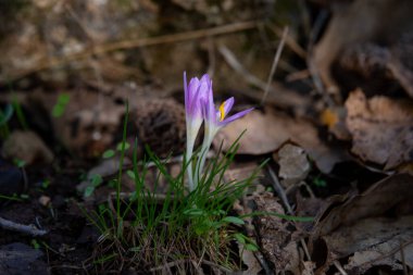 The delicate pink flowers of Steven's Meadow Saffron, First-rain Colchicum scientific name Colchicum stevenii Kunth which is one of the first flowers to bloom  in the Autumn in Israel. clipart