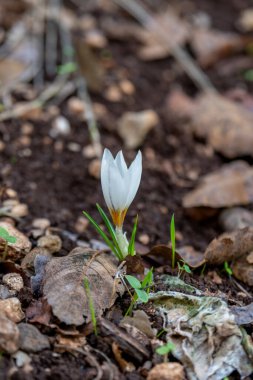 Delicate white and yellow winter Crocus in the woodlands near Kiryat Tivon in Israel.