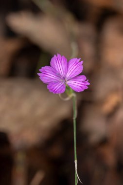 Kuzey İsrail 'de bir orman yamacında yetişen Dianthus ailesinden Vahşi Pembe bir çiçek..