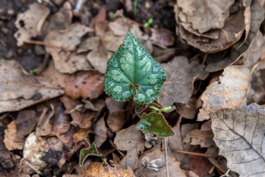Unique patterns of the heart shaped leaves of the wild Cyclamen plant that grows wild in kIryat Tivon, Israel. It is the symbol of the town.