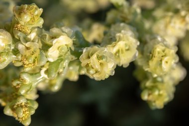 Anabasis setifera 'nın küçük, soluk sarı çiçekleri.