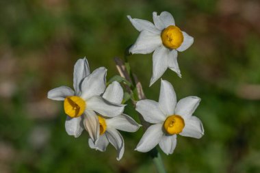 The small wild dafodil called Paperwhite, Bunch-flowered Narcissus, Bunch-flowered Daffodil, scientific name  Narcissus tazetta found on the Carmel Mountain near Haifa, Israel.   clipart