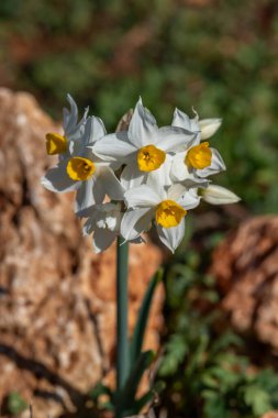 The small wild dafodil called Paperwhite, Bunch-flowered Narcissus, Bunch-flowered Daffodil, scientific name  Narcissus tazetta found on the Carmel Mountain near Haifa, Israel.   clipart