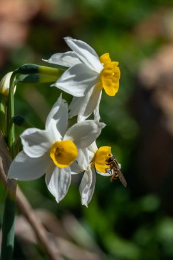 Kâğıt beyazı, demet desenli Narcissus, Daffodil, bilimsel adı Narcissus tazetta İsrail 'in Hayfa yakınlarındaki Carmel Dağı' nda bulundu..  