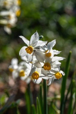 The small wild dafodil called Paperwhite, Bunch-flowered Narcissus, Bunch-flowered Daffodil, scientific name  Narcissus tazetta found on the Carmel Mountain near Haifa, Israel.   clipart