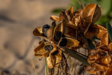 The interesting seed pods or fruit of the Mediterranean Sea Daffodil, Sand Lily, scientific name Pancratium maritimum. The seeds look like coal but are very light in weight to be dispersed by the wind clipart