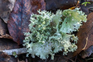 Close up of interesting lacy light green  lichen that grows on the Tabor Oak deciduous to northern Israel with groves around Kiryat Tivon, Israel. clipart