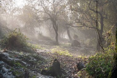 Woodland slope covered in dreamy clouds early morning in northern Israel near Kiryat Tivon. clipart