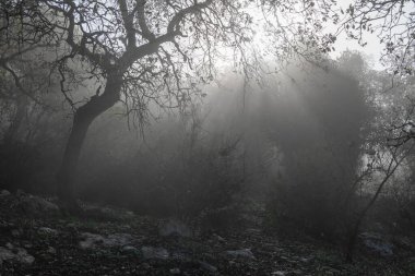  Woodland slope covered in dreamy clouds with sunbeams shining through early morning in northern Israel near Kiryat Tivon. clipart