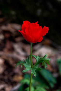 Ormanlık alanlarda ve İsrail 'de açık çayırlarda yetişen güzel kırmızı Amonlar.