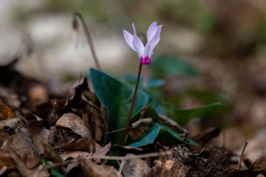 Kiryat Tivon Israel 'de ağaçlık bir yamaçta yetişen pembe Cyclamen çiçeğine yakın. Kasabanın sembolü..