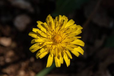 Yellow dandelion growing wild on a wooded slope in Kiryat Tivon in rural northern Israel clipart