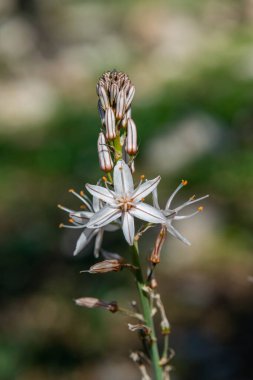 İsrail 'in kuzeyindeki kırsal kesimde vahşi beyaz Asphodel' e yakın..