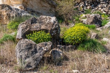  İsrail 'in Golan Tepelerinde yaygın adı Euphorbia polikrom..