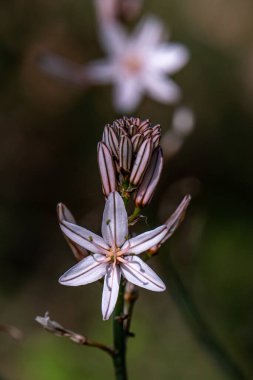 İsrail 'in kuzeyindeki kırsal kesimde vahşi beyaz Asphodel' e yakın..