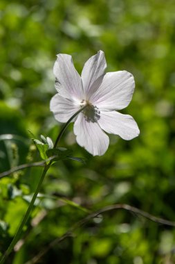 Ormanlık alanlarda ve İsrail 'de açık çayırlarda yetişen arka ışıklandırmalı güzel renkli Anemonlar..