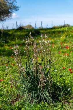 Vahşi beyaz Asphodel, Kuzey İsrail 'in kırsal kesiminde bitki dolu..