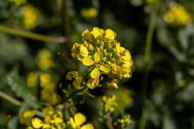 Vahşi hardal bilimsel adı Brassica Kuzey İsrail 'de bulanık doğal bir geçmişi var..