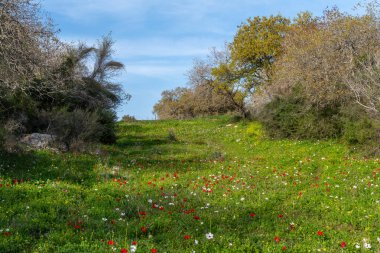 Baharın başlarında kırsal İsrail 'de Kiryat Tivon Tivon yakınlarında çiçek açan çayır..