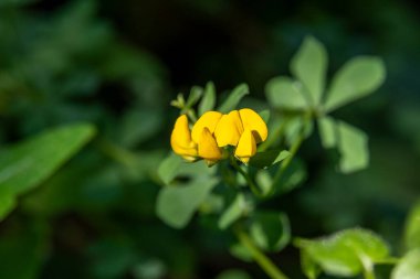 Kuş ayağı trefolil bilimsel adı Lotus corniculatus 'a yakın. Kuzey İsrail 'de yetişen bezelye familyasından küçük sarı çiçekli bir bitki..