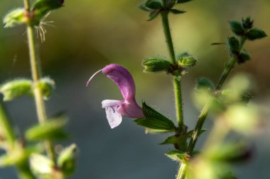 Kudüs Salvosu 'na ya da Kudüs' e yakın. Bilimsel adı Salvia hiyerosolymitana. İsrail 'in kuzeyinde vahşi bir şekilde büyüyor..