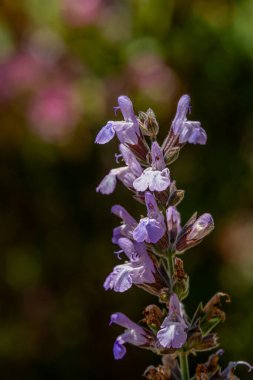 Sage Çiçekleri 'nin yakınında bilimsel adı Salvia Officinalis Kuzey İsrail' de bir bahçede yetişiyor..