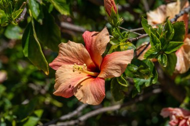 Hibiscus şeftali çiçeğine yakın bir yerde Çin Gülü, Ayakkabı siyahı Bitkisi ya da Gül Mallow adında İsrail 'de bir bahçede.