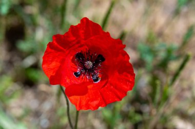 Kuzey İsrail 'de güneşli bir bahar sabahı vahşi kırmızı gelincik.
