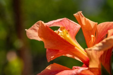 Hibiscus şeftali çiçeğine yakın bir yerde Çin Gülü, Ayakkabı siyahı Bitkisi ya da Gül Mallow adında İsrail 'de bir bahçede.