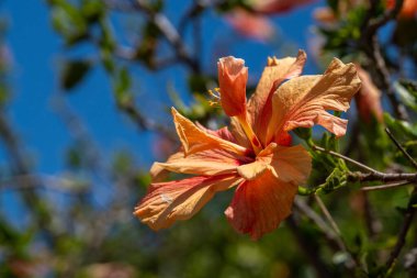 Hibiscus şeftali çiçeğine yakın bir yerde Çin Gülü, Ayakkabı siyahı Bitkisi ya da Gül Mallow adında İsrail 'de bir bahçede.