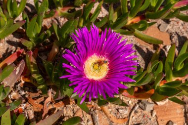 Hottentot Fig marigold, Dev Domuz Surat, Sally My Handsome, Ekşi İncirli Bilimsel adı Carpobrotus acinaciforis. Bir arı polen topluyor..