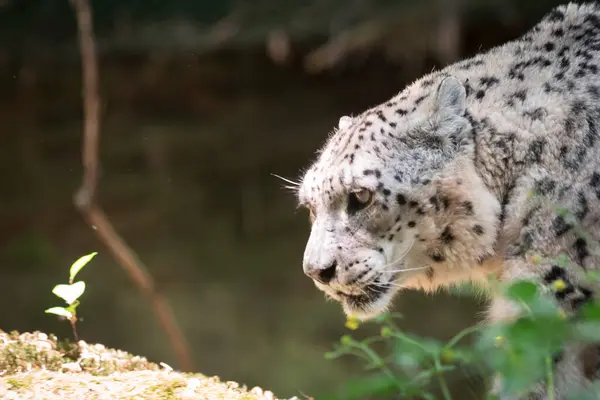 Kar leoparı ormanın gölgesinde yatıyor.