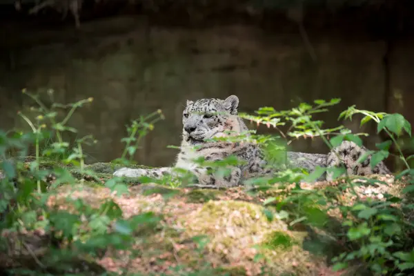Kar leoparı ormanın gölgesinde yatıyor.