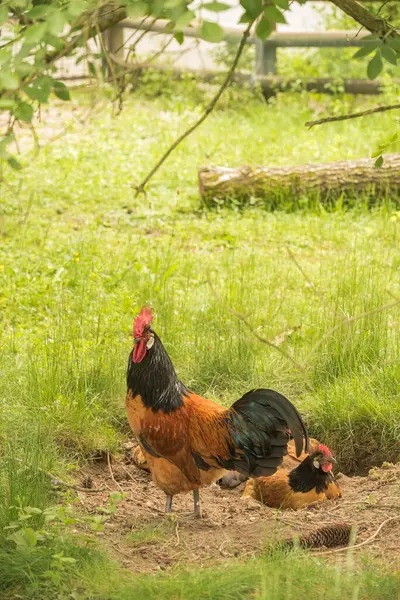 Horoz ve tavuk doğada