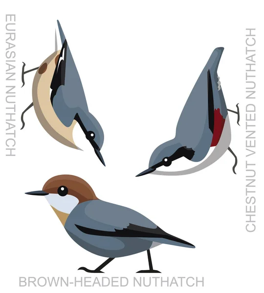 Lindo Pájaro Eurasiático Nuthatch Set Vector Dibujos Animados — Vector de stock