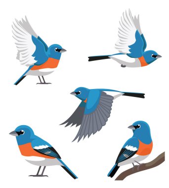 Şirin Kuş Lazuli Bunting Çizgi Film Vektörü
